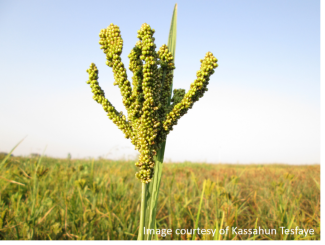 Finger millet panicle_KassahunTesfaye